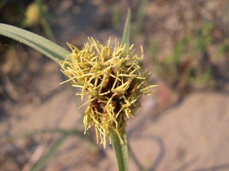 Cyperus capitatus / Zigolo delle spiagge